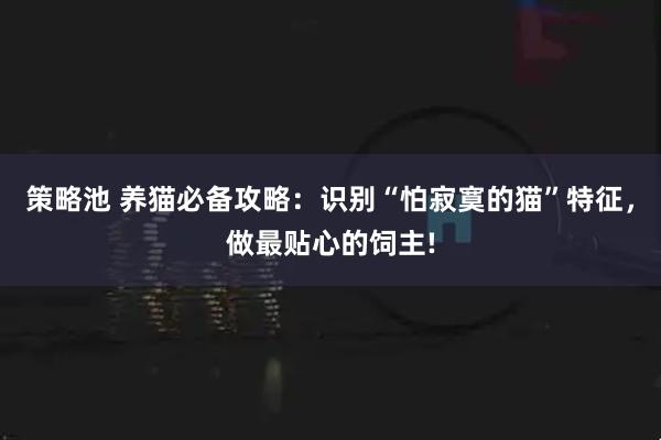 策略池 养猫必备攻略：识别“怕寂寞的猫”特征，做最贴心的饲主!